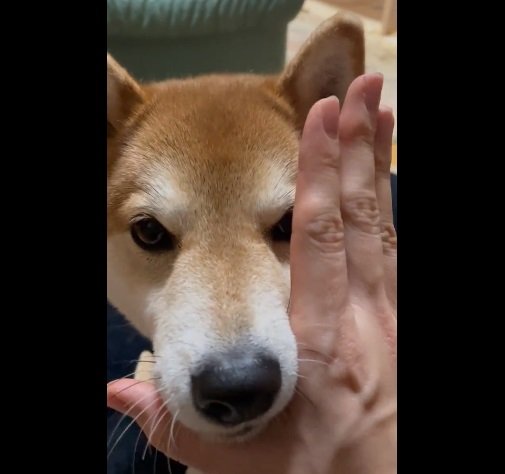 スポッと「あご乗せ」するハルちゃん