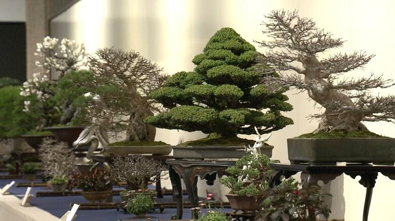 展示された盆栽