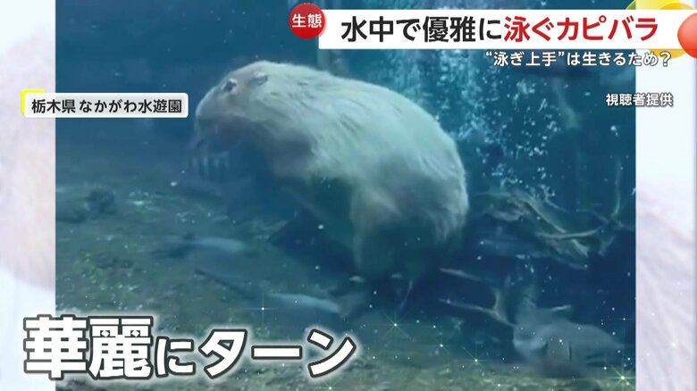 もともとは水が苦手だったというミチルくんも、1日に数回潜る姿が見られるという