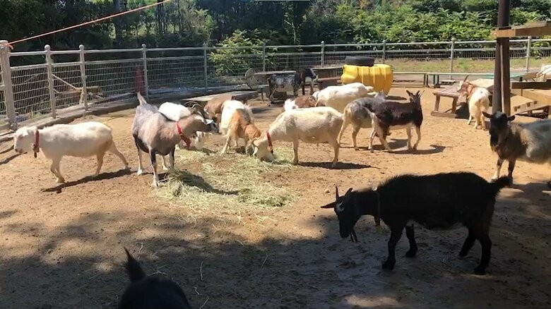 ヤギたちの朝の風景