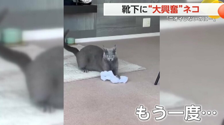 クセになったのか、再び靴下のニオイをかぐベルちゃん