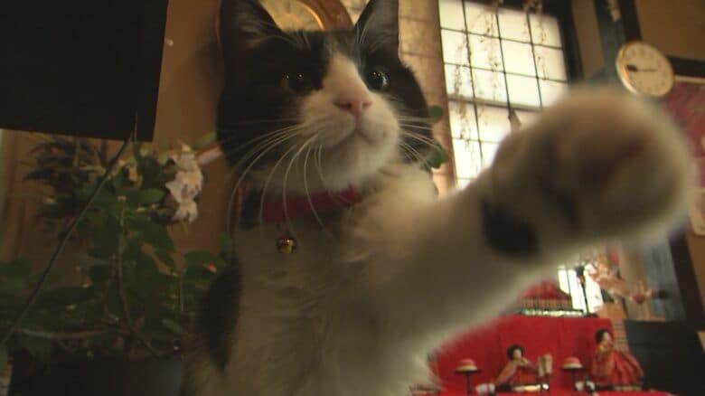 看板猫「かぼす」