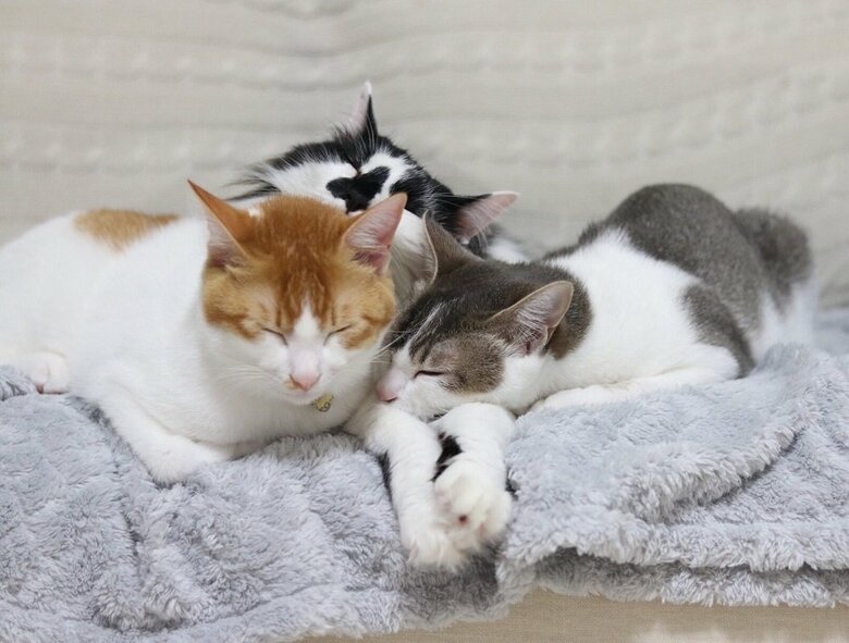 ぴったりくっついている