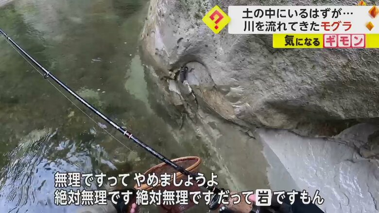 岩に上がり、そのまま潜ろうとするモグラ