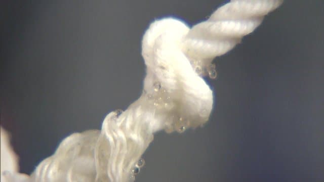 アクアマリンふくしまで繁殖したサンマの卵