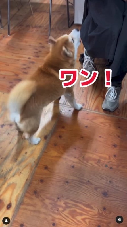 はち会長も大きく「ワン！」（提供：エイトデザイン）