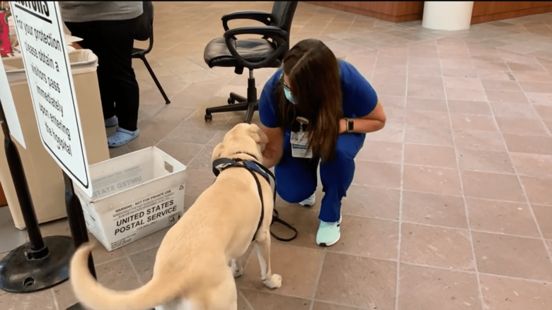 「セラピードッグ」としても活躍