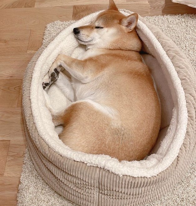 提供：柴犬りんご郎 YouTube 
