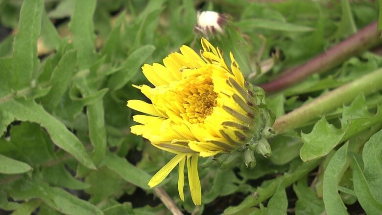希少種となっている日本タンポポの花