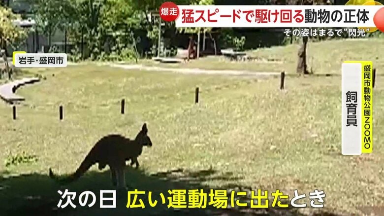 「次の日広い運動場に出たときに朝一番に出たら、走り回る子が結構いるっていう感じ」と説明する飼育員