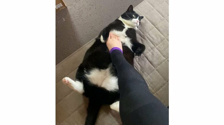 足でなでられるのが好きだという