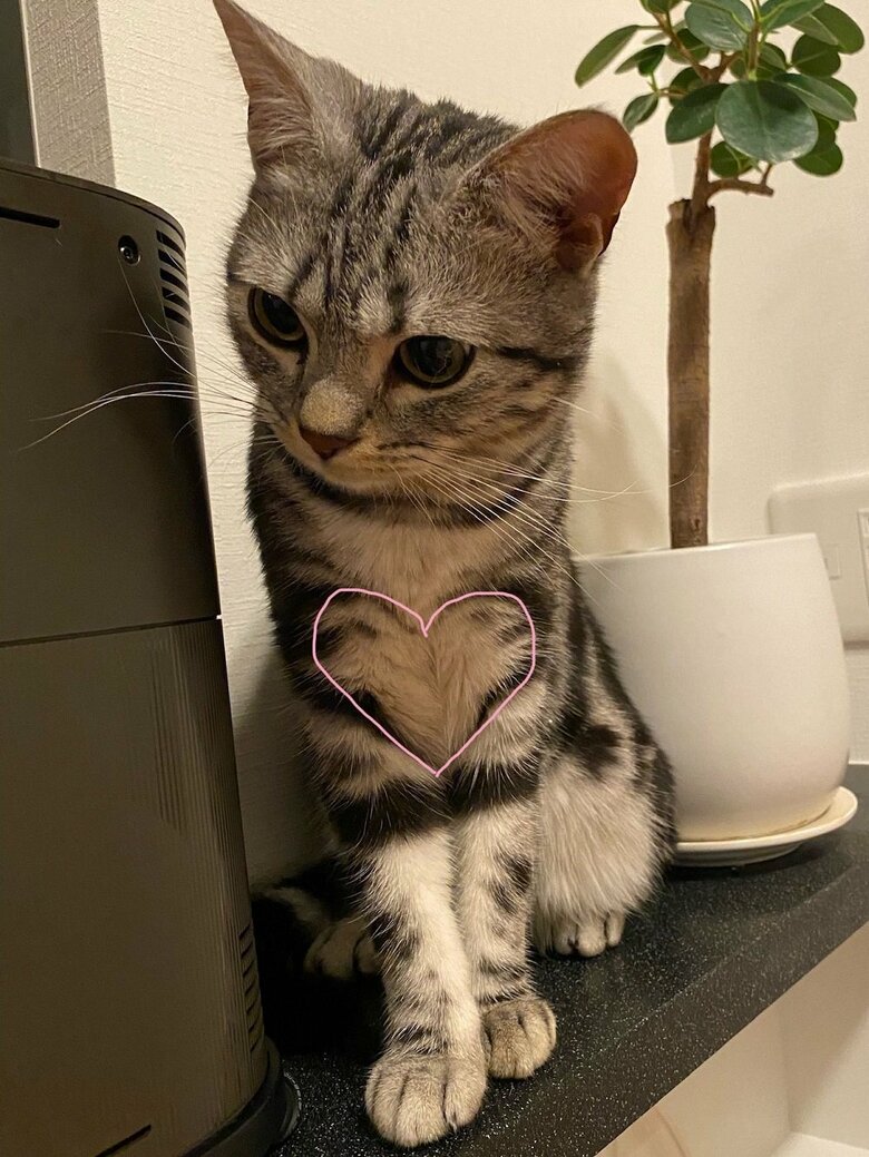 正解　ハートはここに！