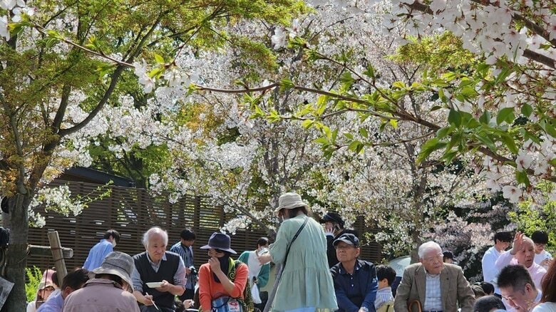 関西地域で開催された、ふるさと住民カード登録者も参加した日野町出身者主催のお花見（提供：鳥取県日野町）