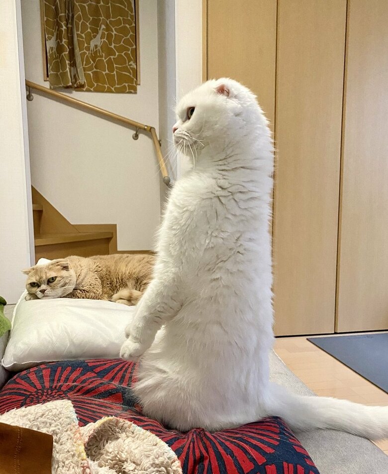 きれいな立ち姿