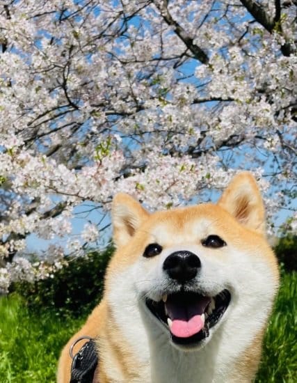 お散歩を満喫の顔！