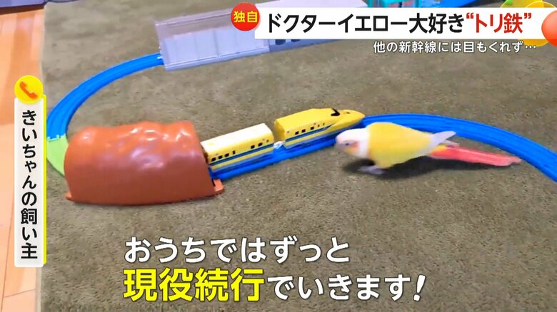「おうちではずっと現役続行でいきます」と話す飼い主（視聴者撮影）
