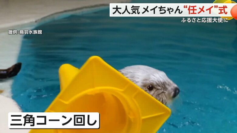 三角コーンをくるくる回したり、おもちゃの連続キャッチなどスゴ技を見せるラッコのメイちゃん