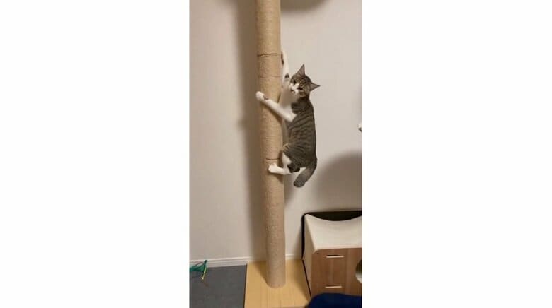 キャットタワーを登っていくそぼろくん（投稿動画とは別日に撮影）