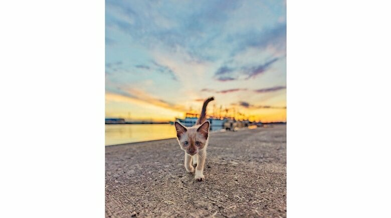 きれいな夕焼けの日に出会った