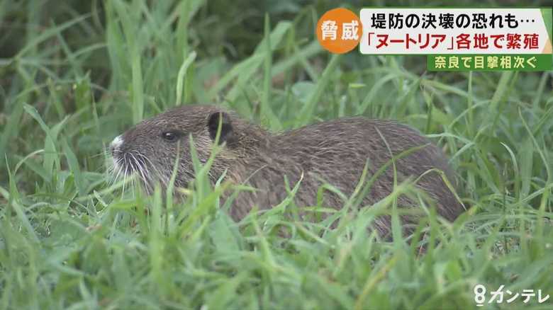 奈良県の川で『ヌートリア』!? 目撃相次ぐ 堤防を決壊させる深刻な被害も…