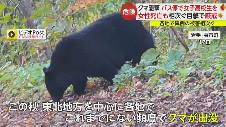 人里のすぐ近くでクマの目撃情報が相次いでいる（岩手・雫石町　10月17日）