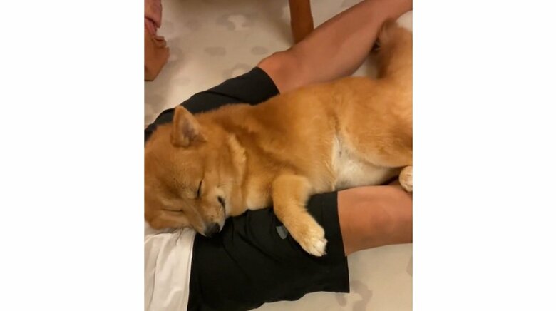 長時間の留守番ができない甘えん坊だという