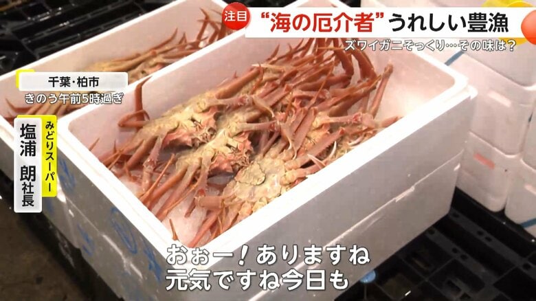 「ズワイガニ」にそっくりのオオズワイガニ