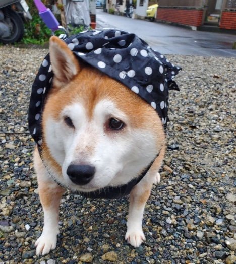 提供：柴犬ななさん