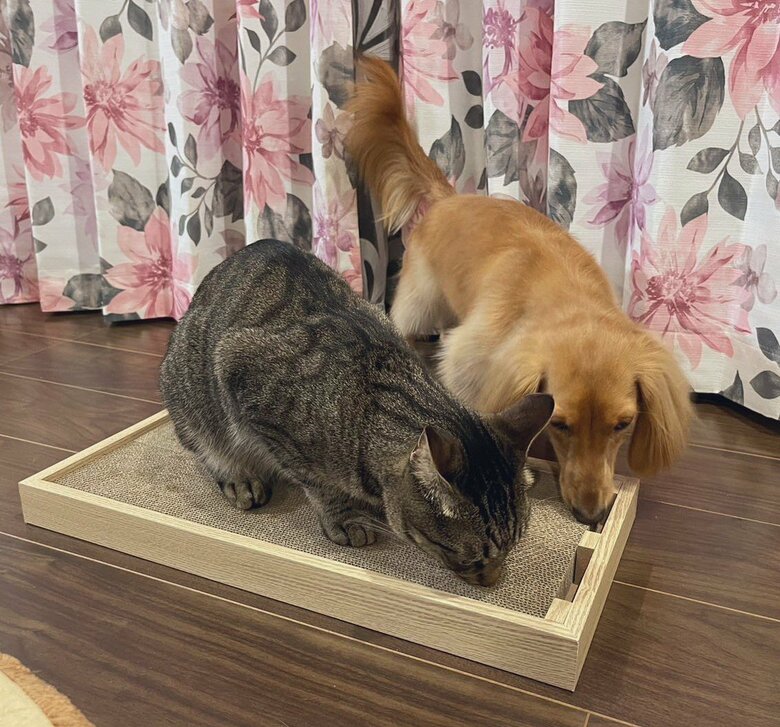 爪とぎに興味も持つ、ボンくん