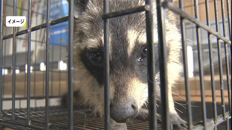 「特定外来生物」として駆除の対象となっているアライグマ