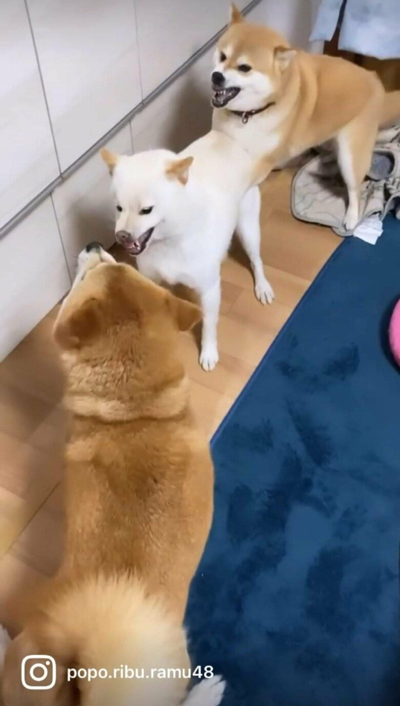 提供：柴犬ポポ(7)リブ(4)ラム(4)さん