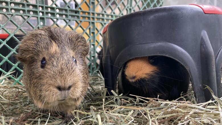 双子でよく一緒にいる（提供：須坂市動物園）