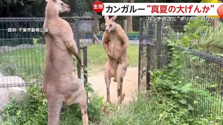 尻尾で立ち上がり体を大きく見せる「ウニ」