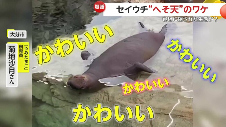 「これは寝てますね。かわいいの塊でした」と語っていた「うみたまご」の飼育員・菊地沙月さん