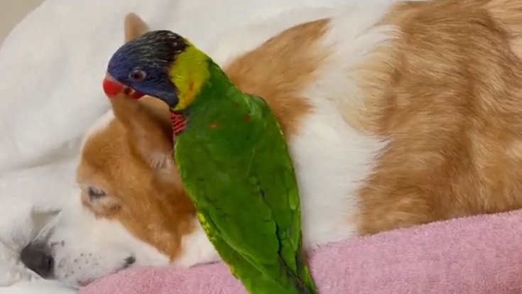 最後はパクリ