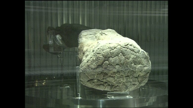 冷凍マンモスの左前足