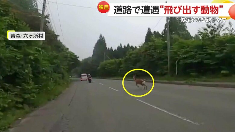 ぴょんぴょん飛ぶように道路を横断していたシカ