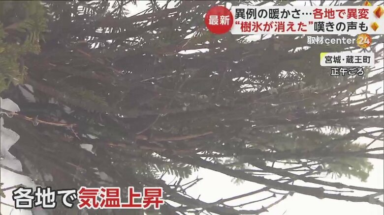 このところの暖かさで樹氷も解けてしまったとみられている
