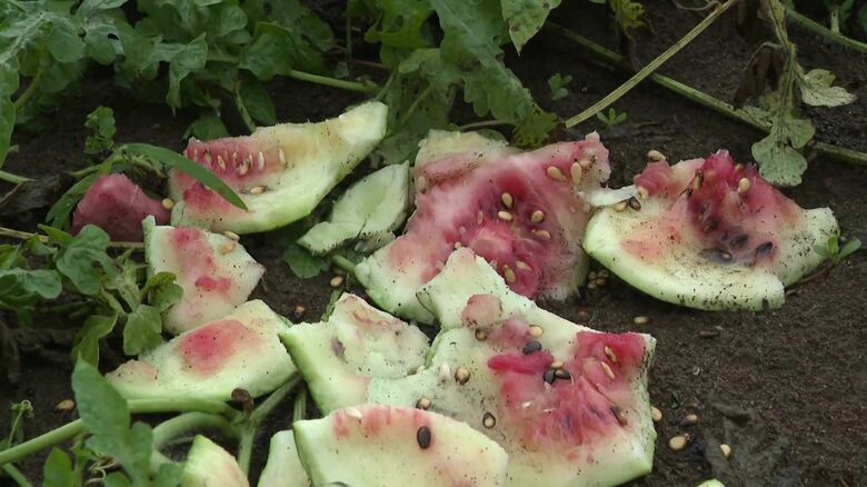 スイカ約100個が食い荒らされる被害