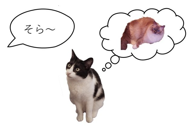 猫は同居している猫の名前を認識している（提供：麻布大学特別研究員・高木佐保さん）