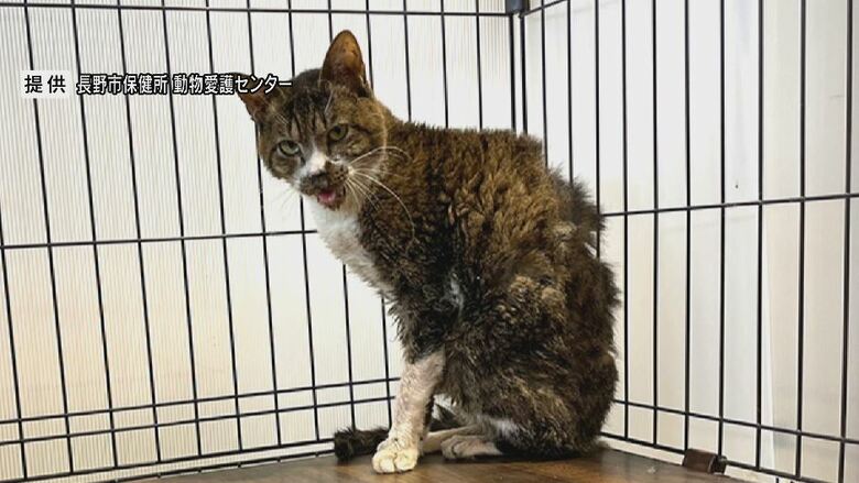 収容直後の「マツ」（提供：長野市保健所動物愛護センター）