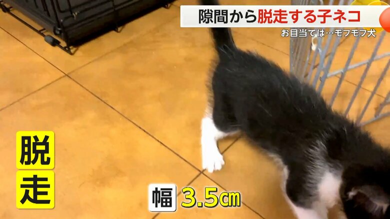 幅3.5cmの隙間から抜け出し、ケージから脱走しようとする子ネコ