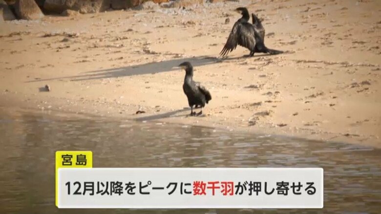 宮島に来るカワウ