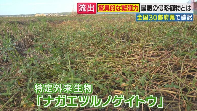 ナガエツルノゲイトウ（関西テレビ「旬感LIVE とれたてっ！」より）