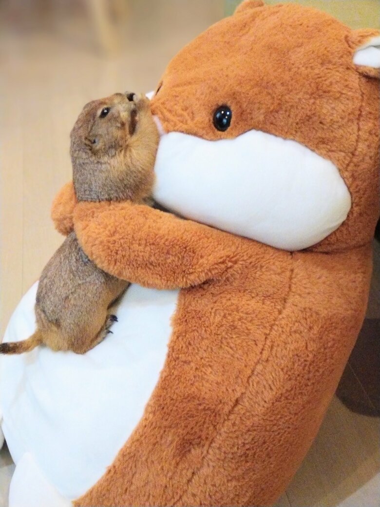 ぬいぐるみに捕まるブイちゃん