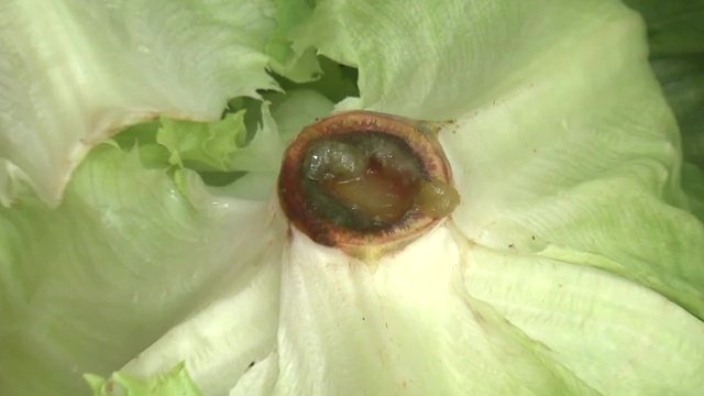 入荷しても廃棄せざるを得ないものも