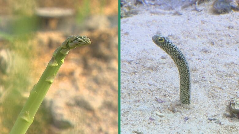 「チンアナゴ」が名前の由来