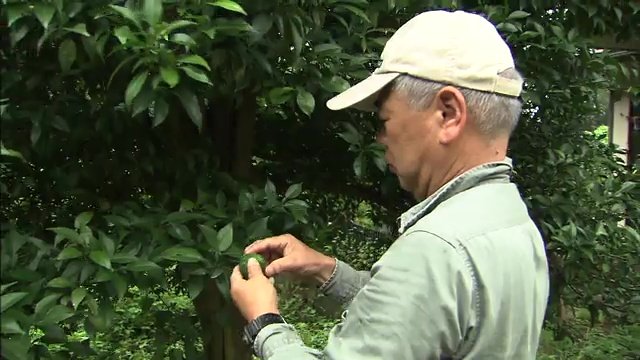ユズ農家の曳地達夫さん（当時）　4年前亡くなる