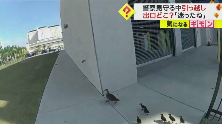 警察官に見守られて公園の池を目指すカモの親子の引っ越しシーン一連画像⑦