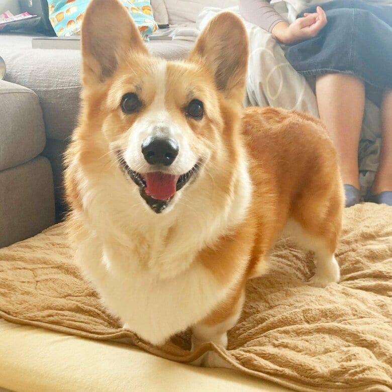 むぎさん（提供：むぎん家＠きよらさん）